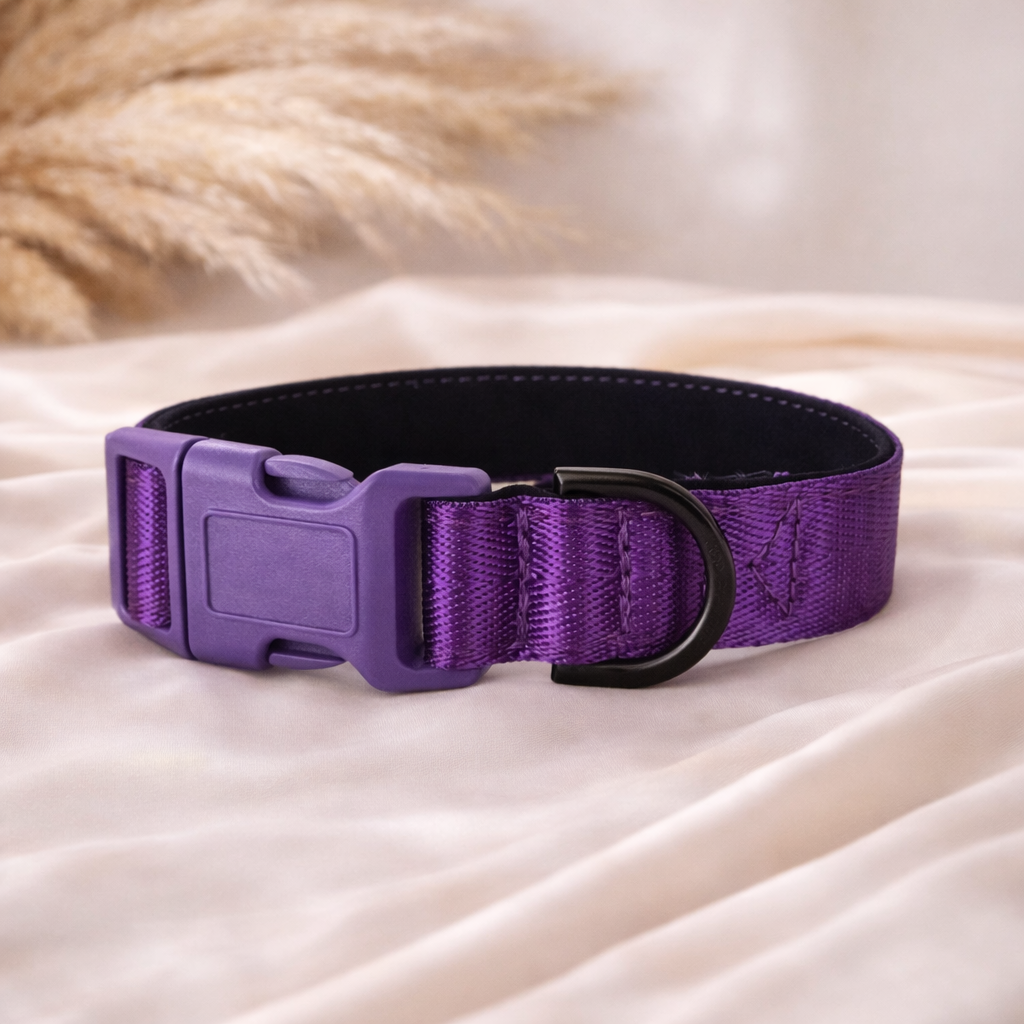Purple dog collar with padding