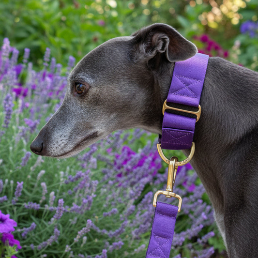 Royal Purple Martingale Collar ā Comfortable Padded Dog Collar With Solid Brass Hardware