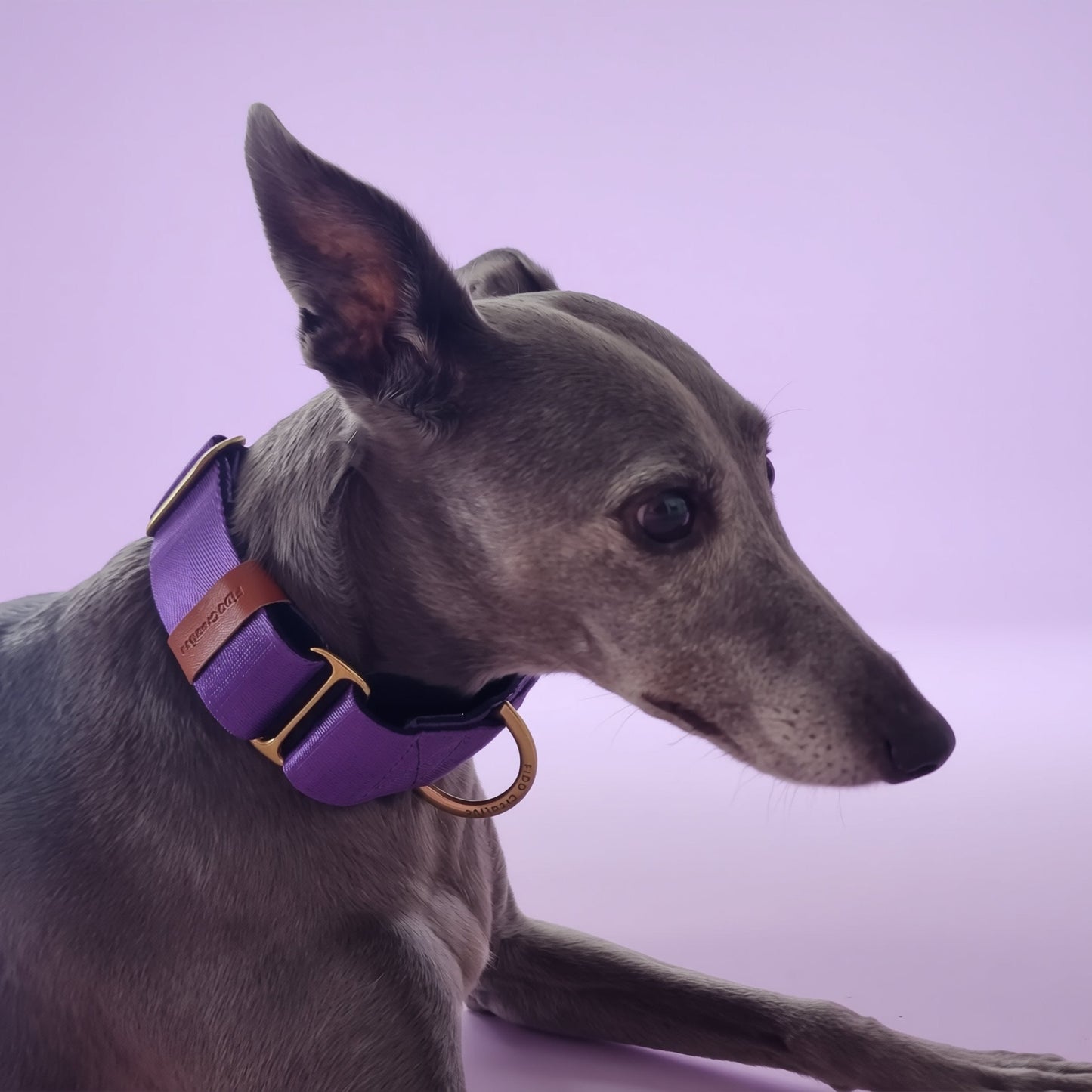A grey whippet wearing a martingale purple collar