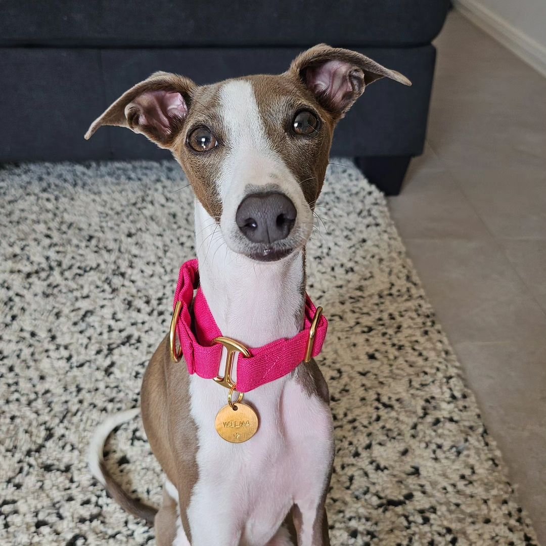 Pink Italian greyhound collar
