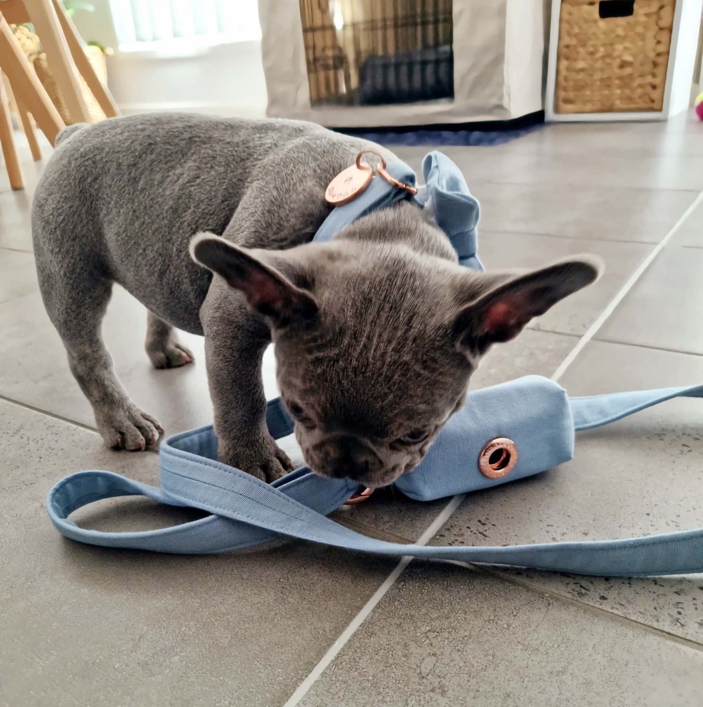 Sky Blue dog leash