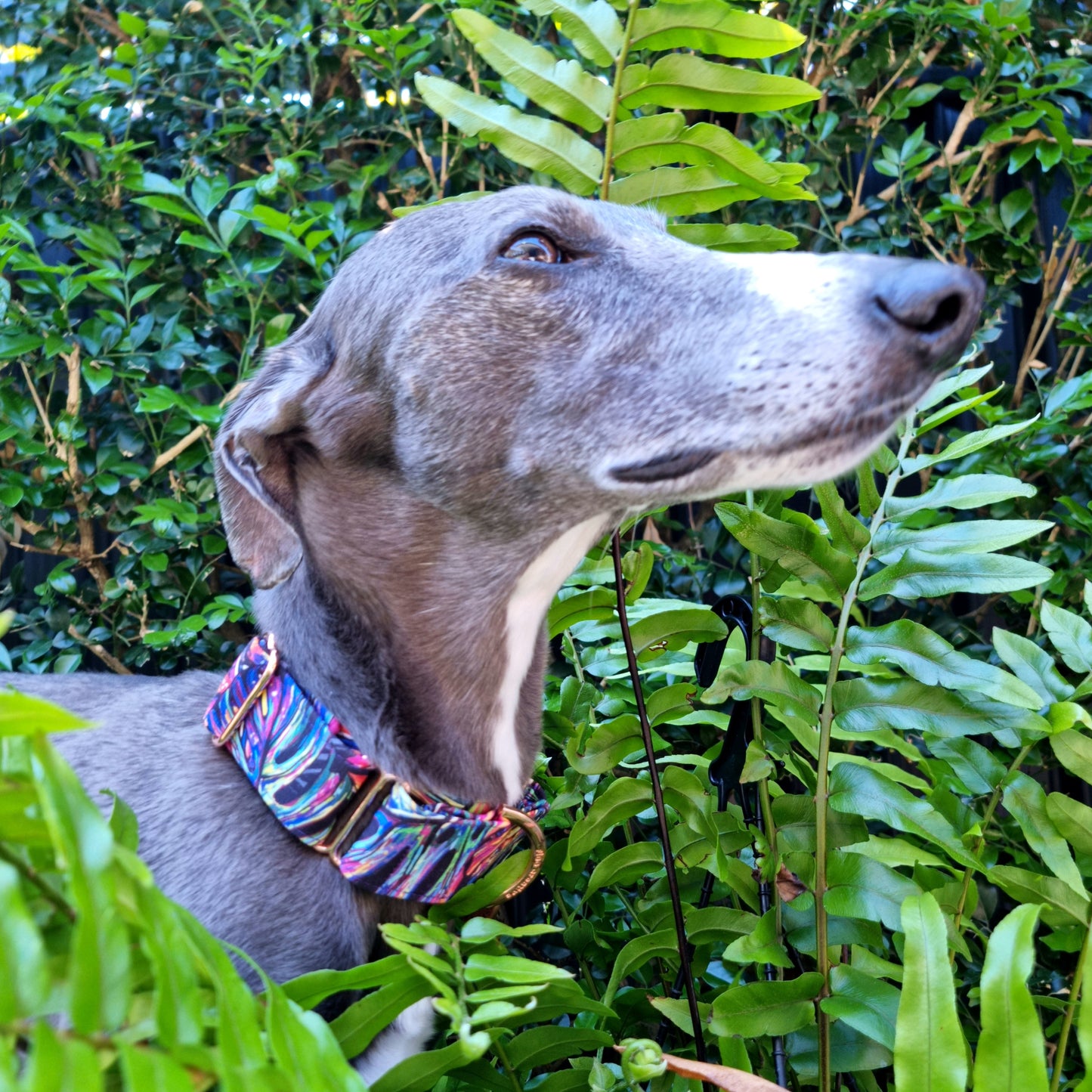 Lucid Leaves martingale collar - Water resistant
