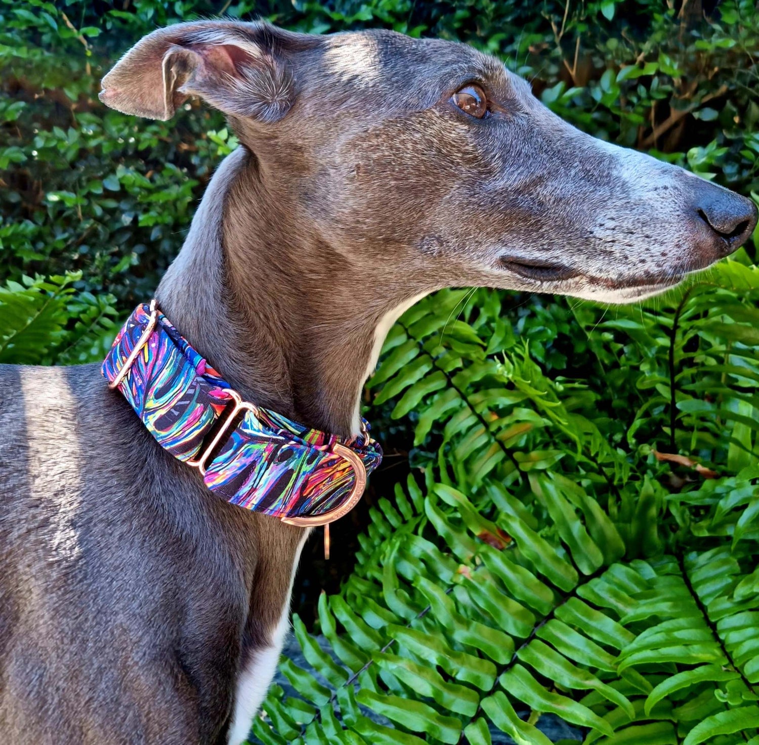 Bright whippet collar