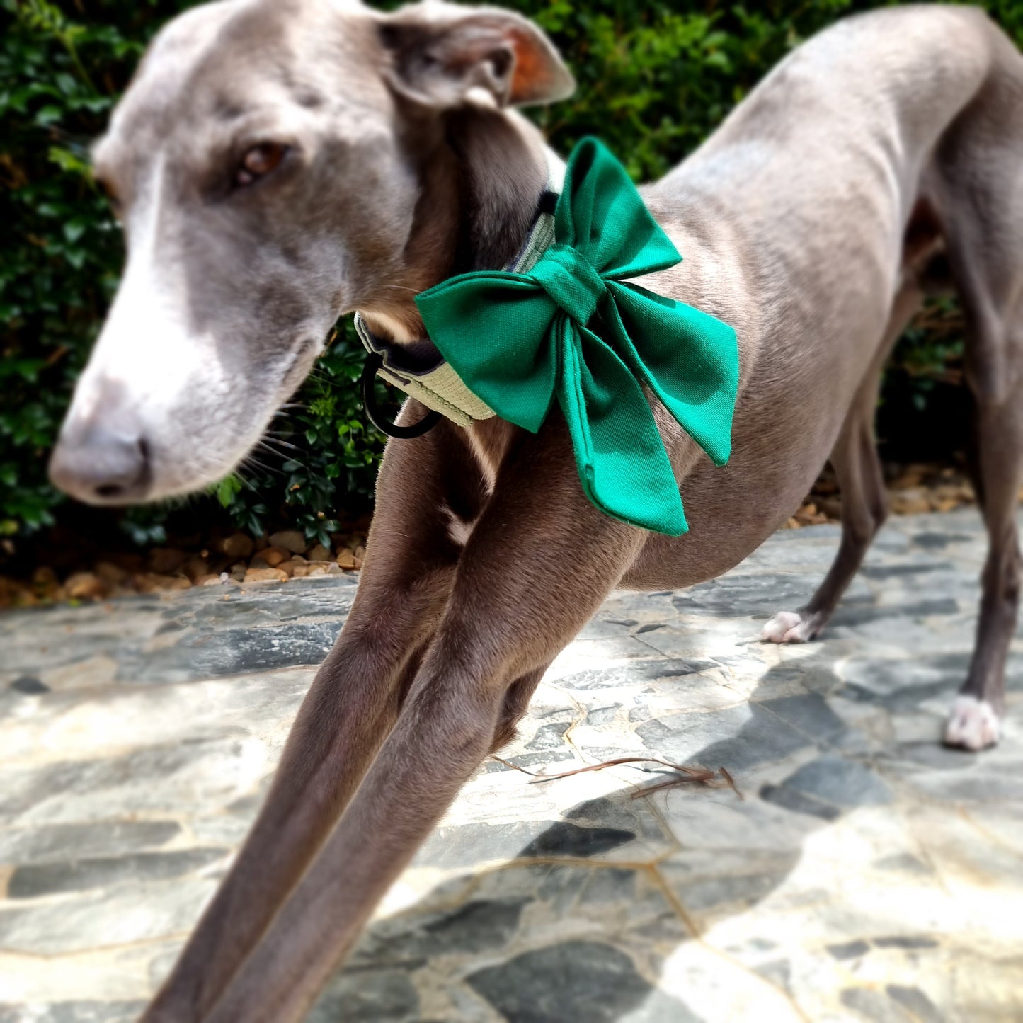 Forest green velvet dog bow tie