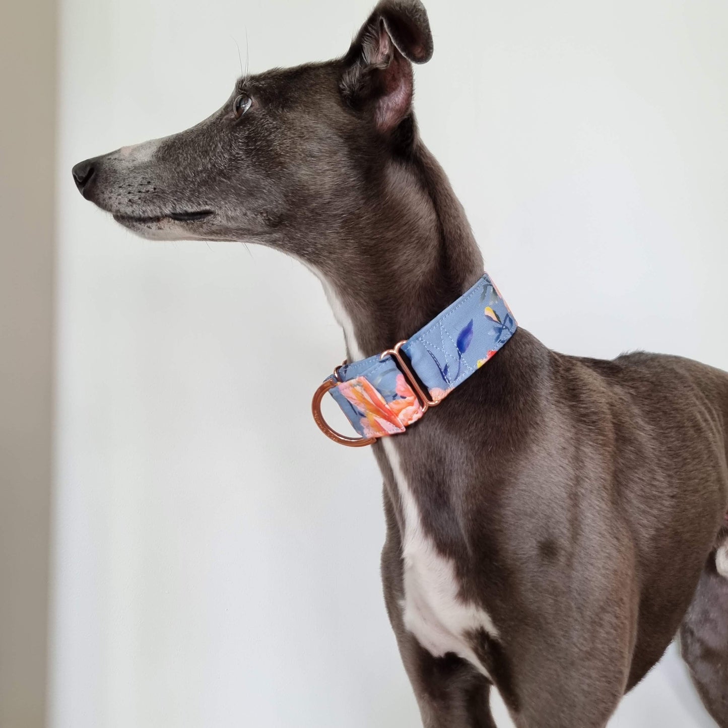 Charlie Rose martingale collar - Water resistant