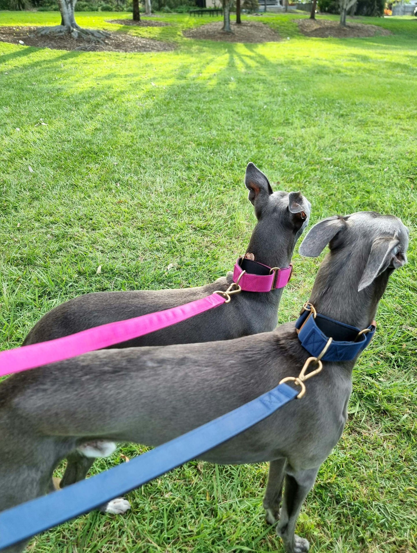 Greyhound collars