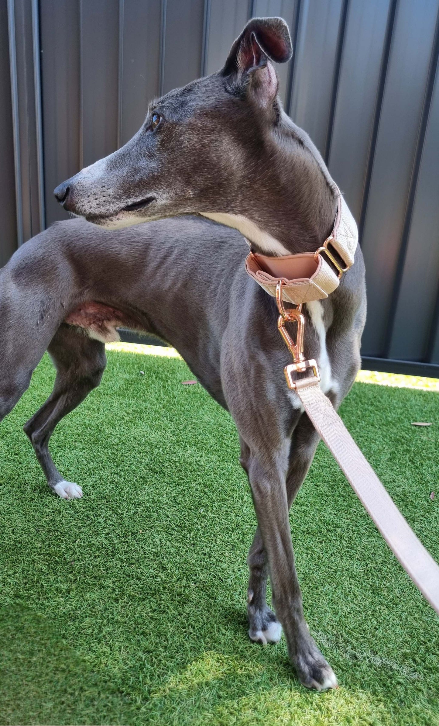 Beige martingale collar - Padded