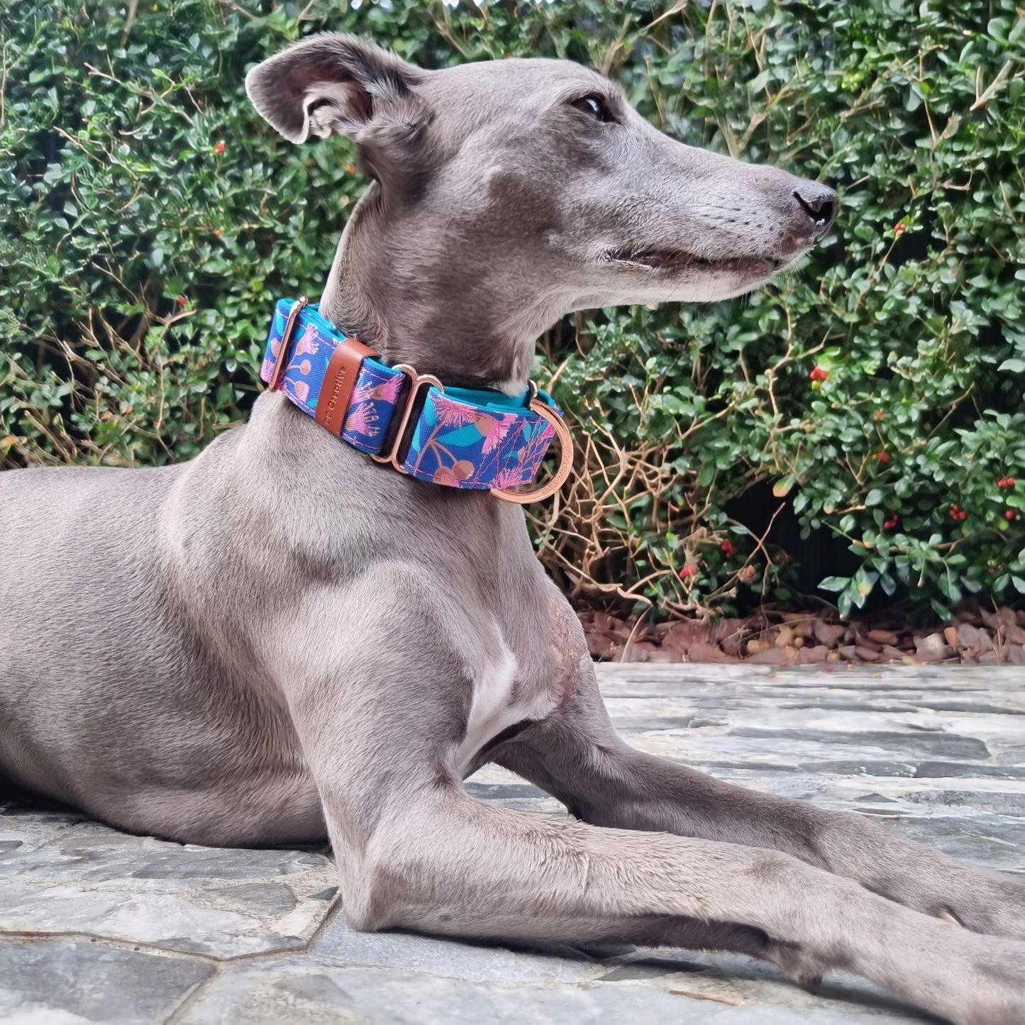 Native gum martingale collar - Water Resistant