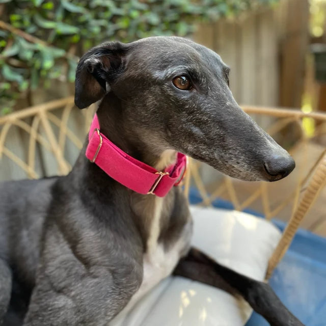 Hot pink greyhound collar