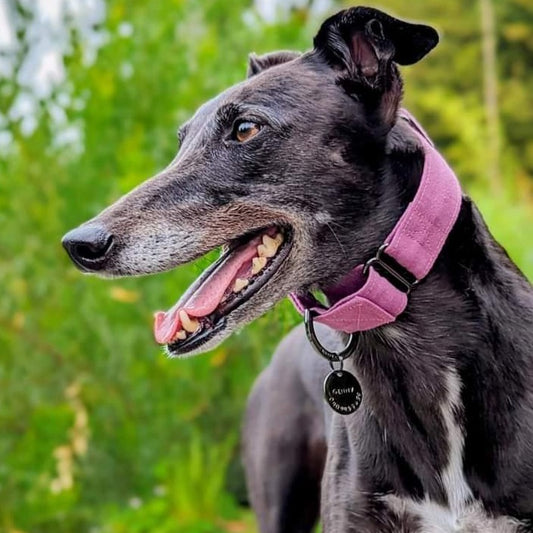 Purple greyhound collar
