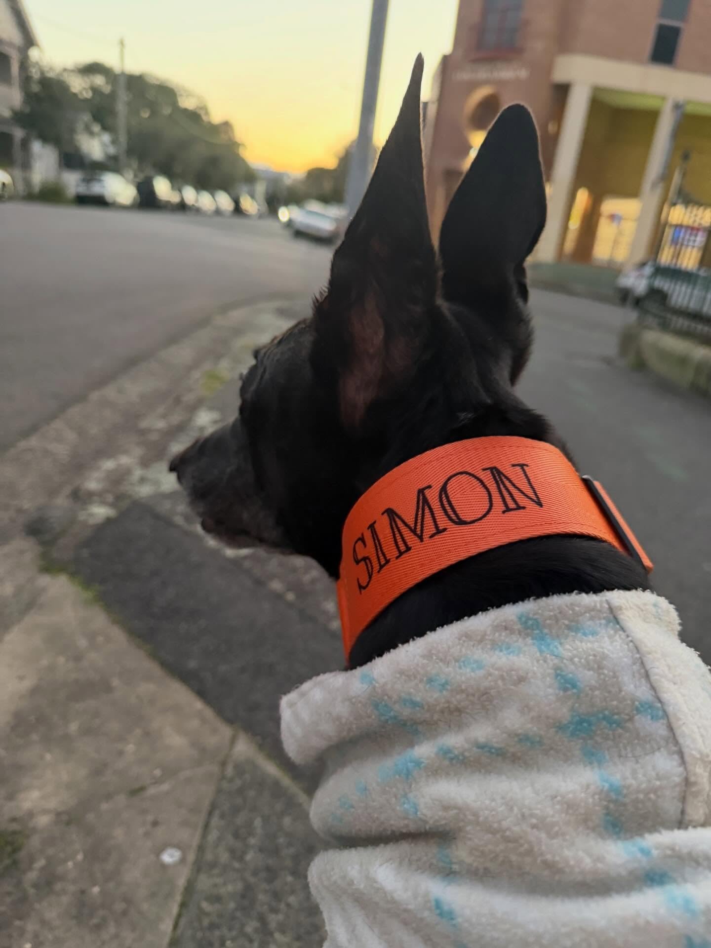 Orange Martingale Dog Collar – Padded, personalised with Dog’s Name Optional
