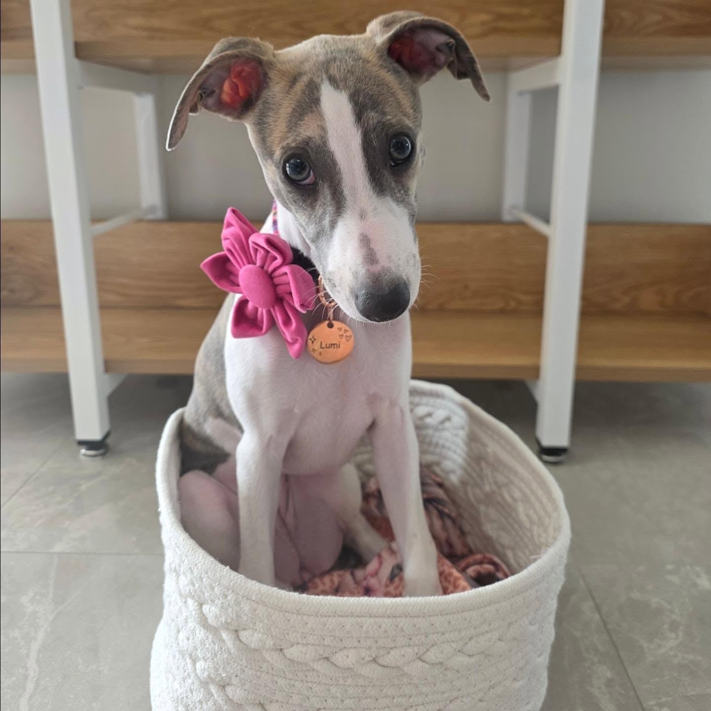 Dog Collar Flower, Pink Velvet