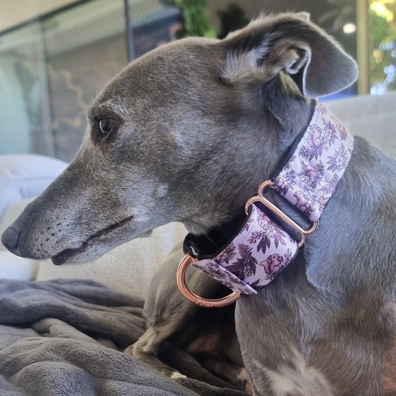 Whippet wearing a purple martingale collar with squirrel pattern