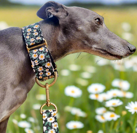 MARTINGALE COLLARS Shop Australian made Fast delivery Fido Creative