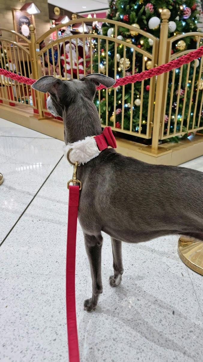 Red and white Christmas collar