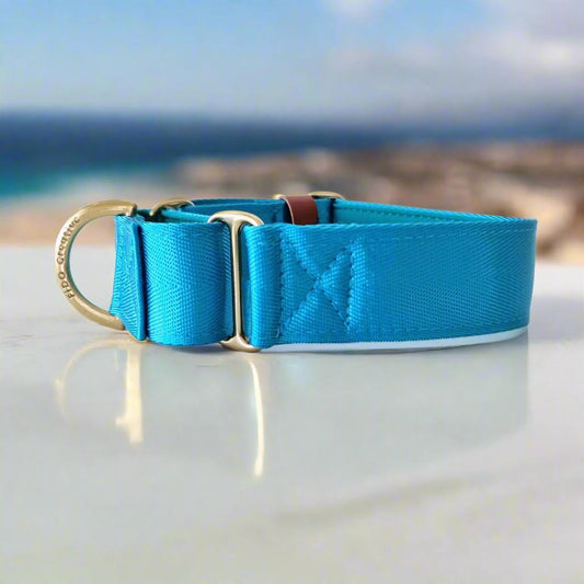 Bright blue martingale collar - Padded