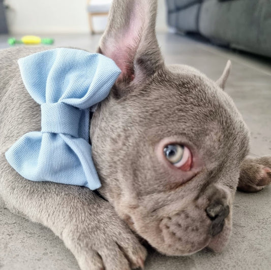 Light blue dog bow tie