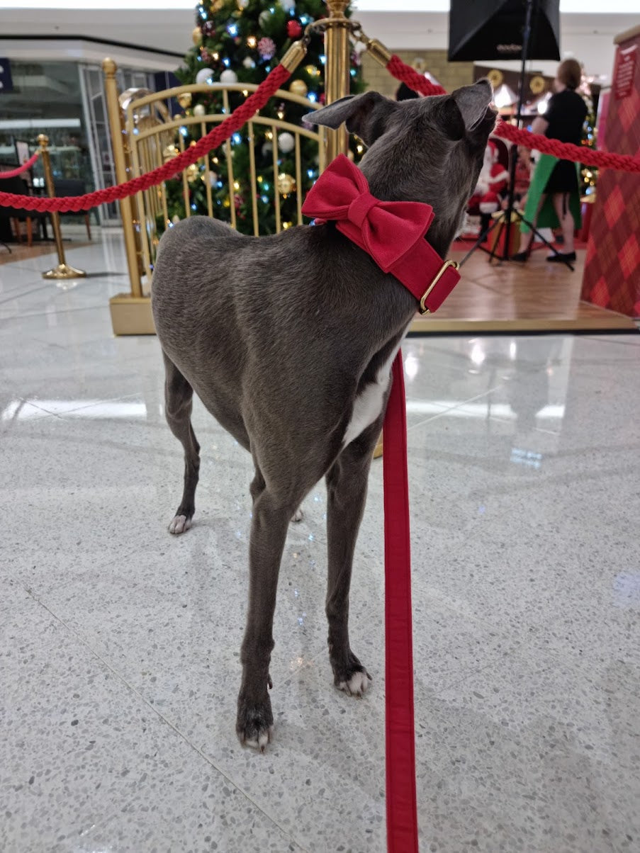 Whippet wearing red dog bow tie