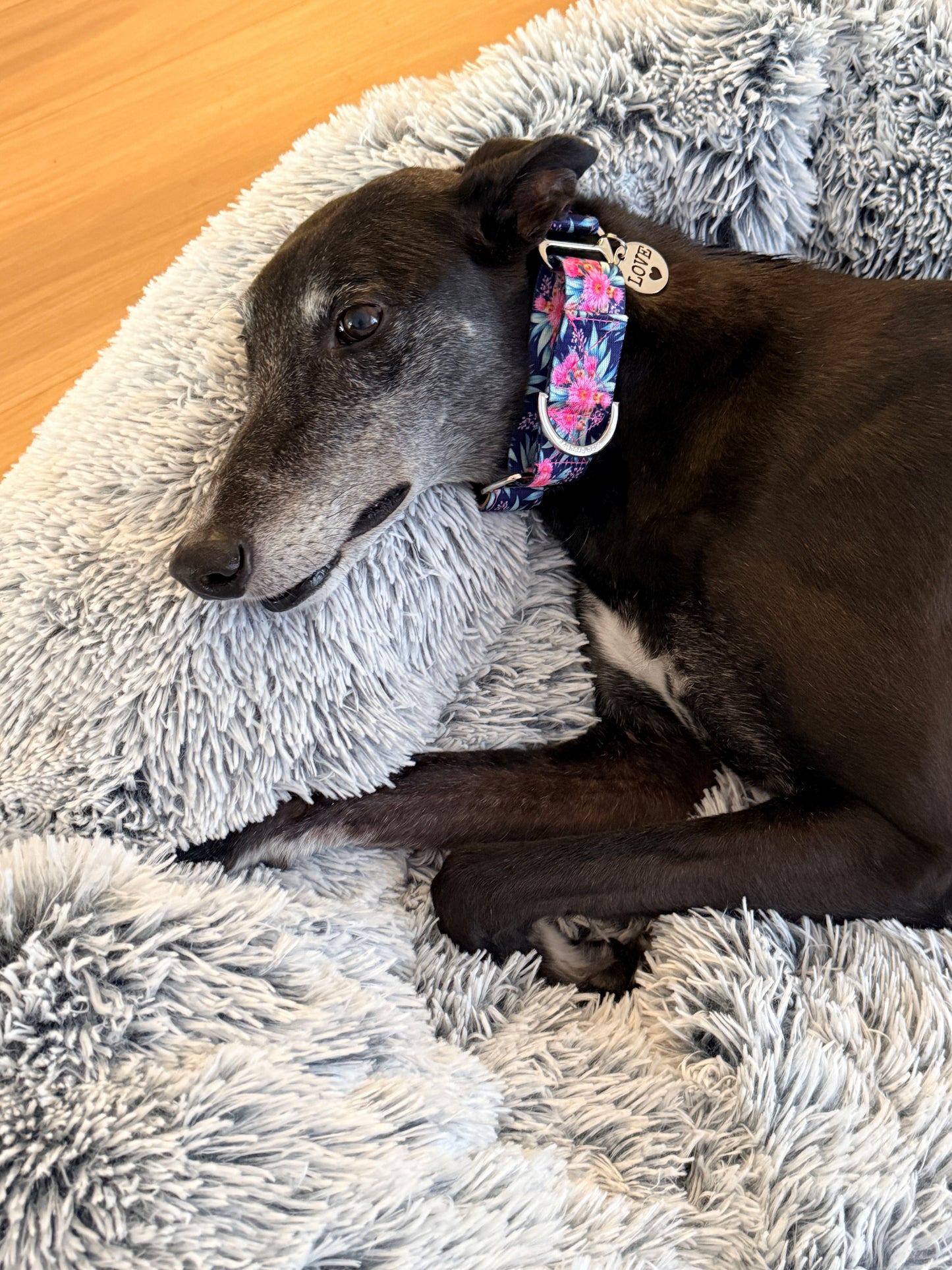 Greyhound lying on a fluffy gray blanket with a colorful collar
