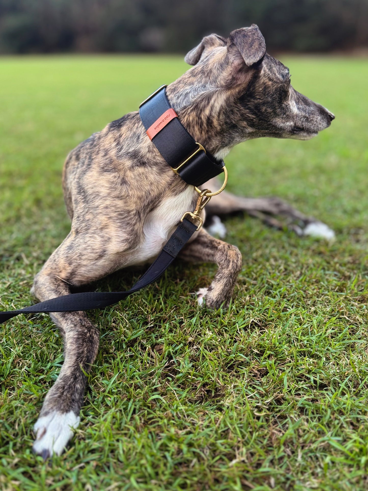 Black Martingale Dog Collar Padded for comfort, Durable for Training
