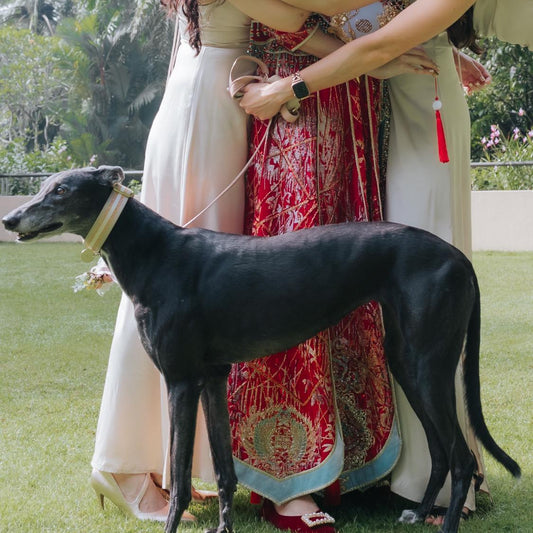 Luxury wedding martingale collar