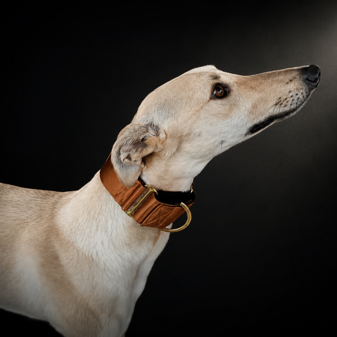 Dog wearing a brown martingale collar on a black background