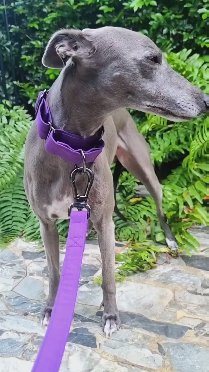 Purple martingale collar | Purple Greyhound Collar | Royal | Purple whippet collar | Water resistant | training  | Wide | High End | Luxury