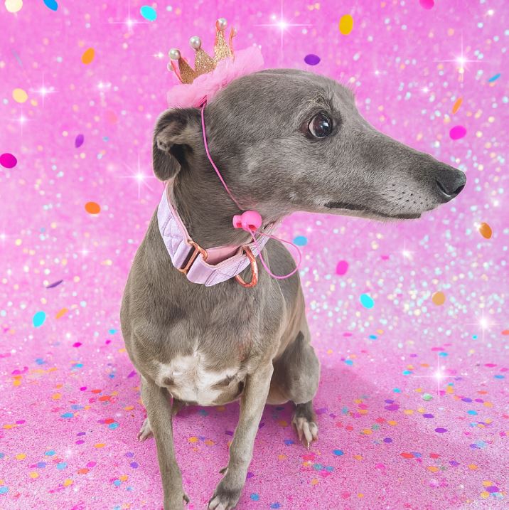 Girl dog birthday gift