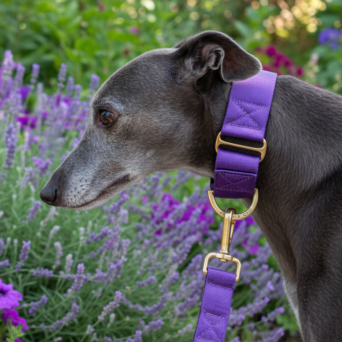 Whippet wearing a purple martin gale collar with a matching leash waling in a garden