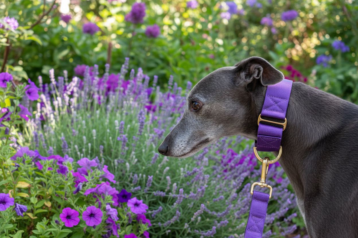 greyhound wearing purple dog collar