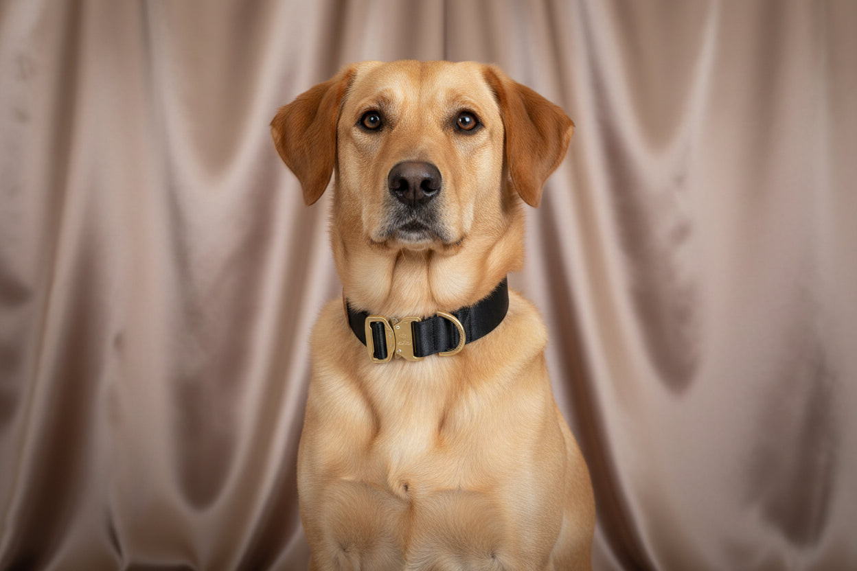 Black dog collar - Padded with your choice of buckle