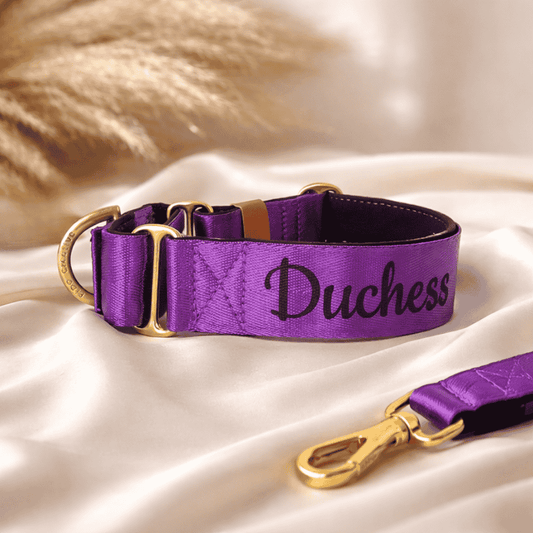 Royal Purple Martingale Collar – Comfortable Padded Dog Collar With Solid Brass Hardware