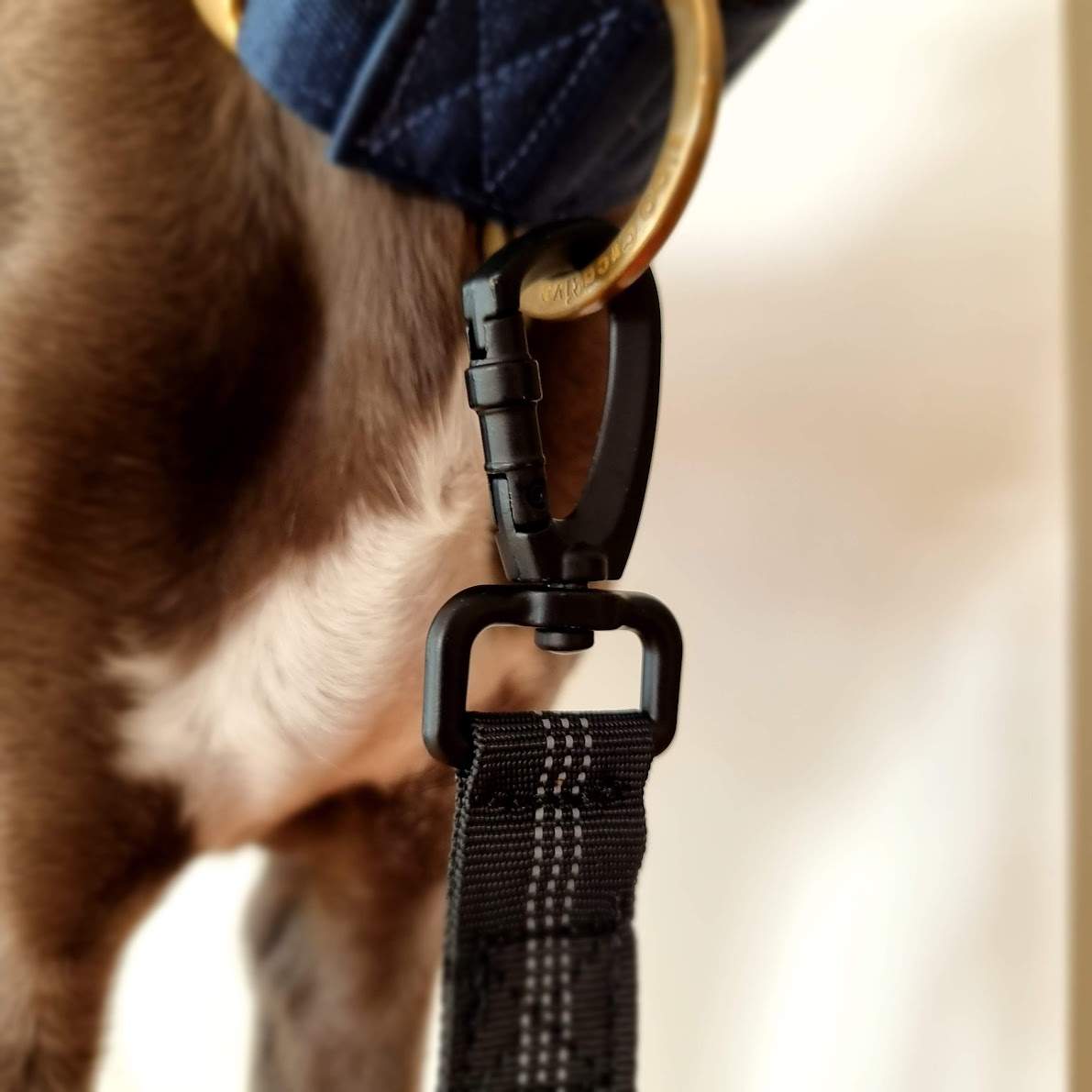 Pink Bungee Dog Leash - Reflective - Seatbelt attachment