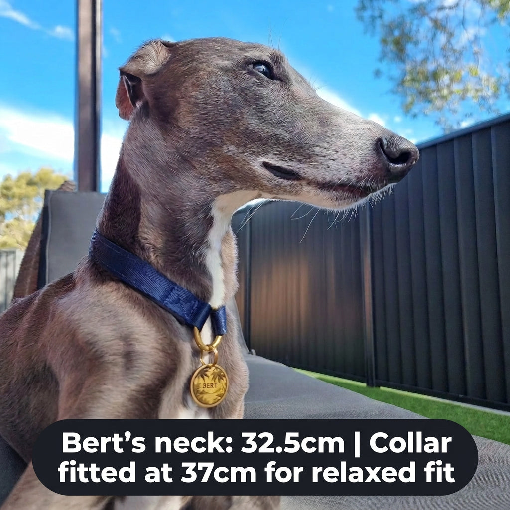 Whippet wearing a luxury blue and brass house dog collar