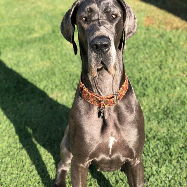 Great dane martingale collar sale