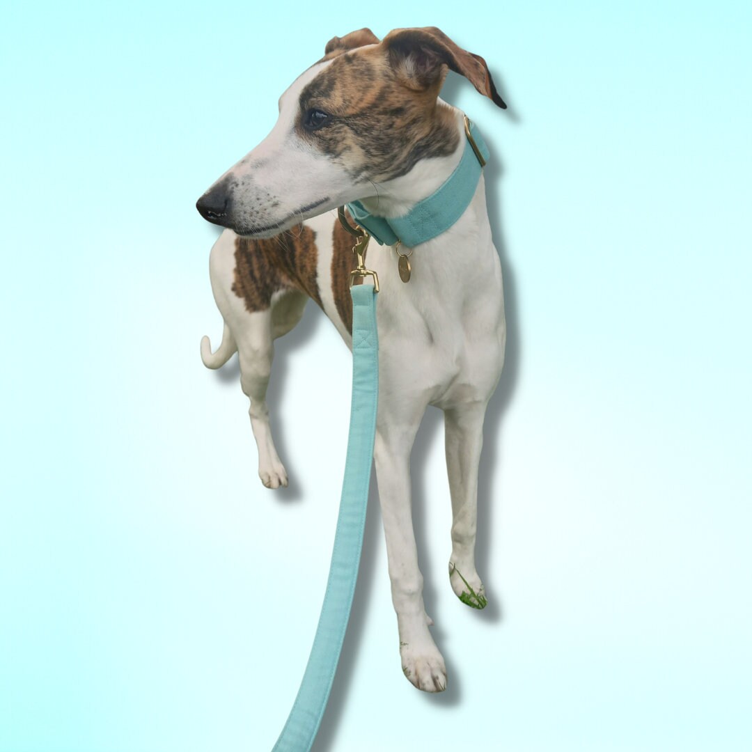Mint dog leash