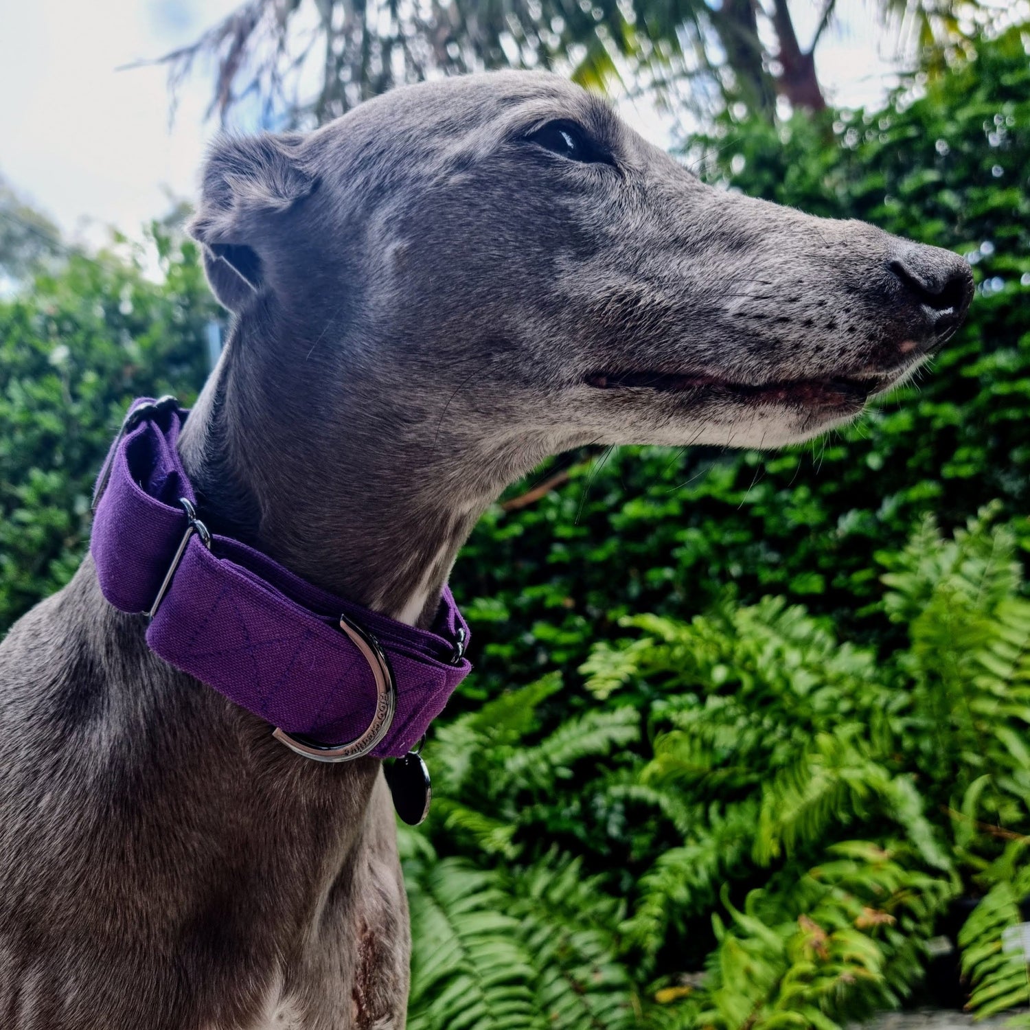 Purple martingale collar | Purple Greyhound Collar | Royal | Purple whippet collar | Water resistant | training | Wide | High End | Luxury