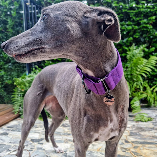 Purple martingale collar | Purple Greyhound Collar | Royal | Purple whippet collar | Water resistant | training | Wide | High End | Luxury